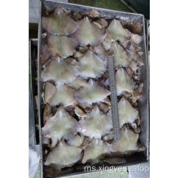 Frozen Squid Leftover Wing nototodarus Sloanii 0-200g